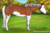 Horse Color:Silver Bay Splash