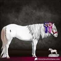 Horse Color:Chestnut Splash Near Leopard 
