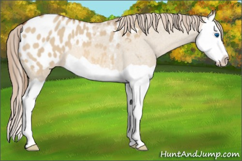 Horse Color:Red Dun Splash Appaloosa 