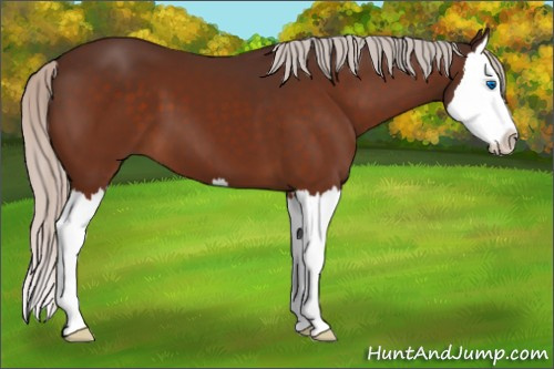 Horse Color:Silver Bay Splash 