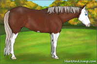 Horse Color:Silver Bay Splash