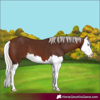 Horse Color:Silver Bay Splash 