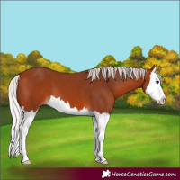 Horse Color:Silver Bay Splash 