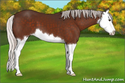 Horse Color:Silver Brown Splash 