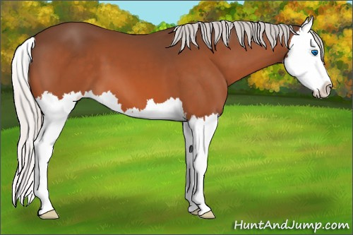 Horse Color:Silver Bay Splash 