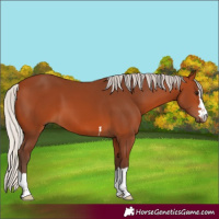 Horse Color:Silver Bay 