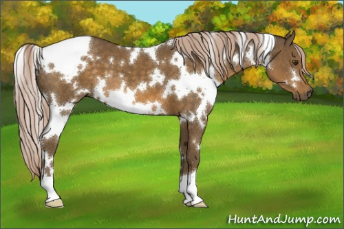 Horse Color:White Spotted Chocolate Palomino 