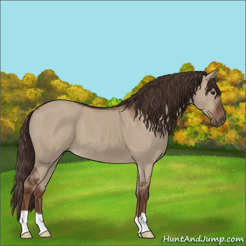 Horse Color:Liver Red Dun 