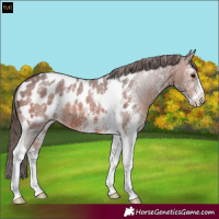 Horse Color:Brown Sabino Tobiano Near Leopard 