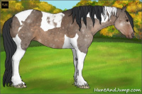 Horse Color:Brown Dun Tobiano 