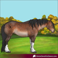 Horse Color:Brown Tobiano 