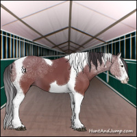 Horse Color:Bay Splash Tobiano