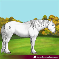 Horse Color:Gray White Spotted Black Splash Tobiano 