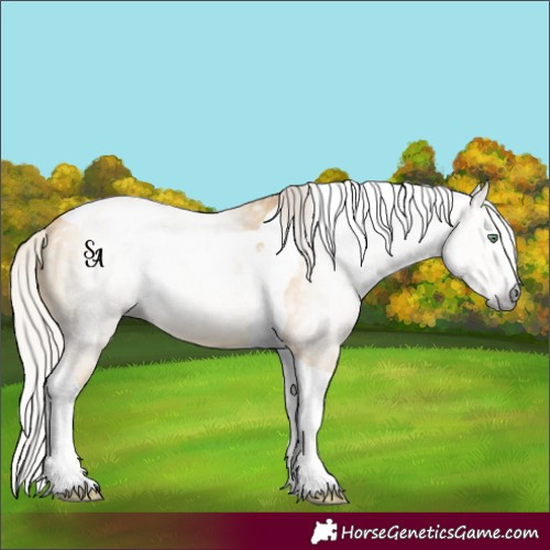 Horse Color:Gray Silver Amber Cream Champagne Dun Splash Tobiano Rabicano 