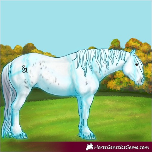 Horse Color:Thunderstruck Black Splash Tobiano Appaloosa