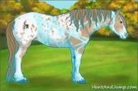 Horse Color:Thunderstruck Chestnut Splash Tobiano Appaloosa 