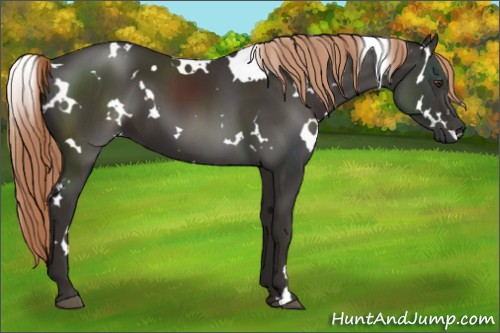 Horse Color:White Spotted Liver Chestnut 