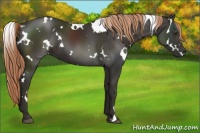 Horse Color:White Spotted Liver Chestnut 