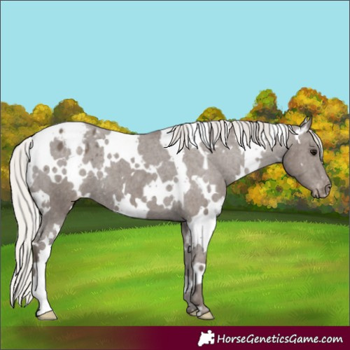 Horse Color:White Spotted Silver Black Appaloosa 