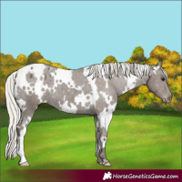 Horse Color:White Spotted Silver Black Appaloosa 