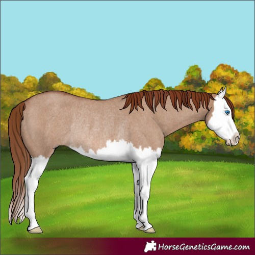 Horse Color:Red Dun Roan Splash Rabicano