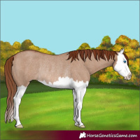 Horse Color:Red Dun Roan Splash Rabicano