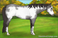 Horse Color:Smoky Blue Roan Frame Rabicano 