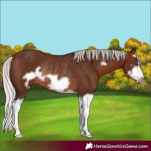 Horse Color:Silver Brown Splash Frame Rabicano 