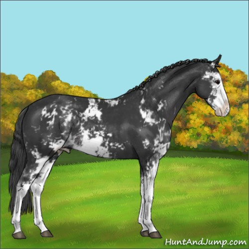 Horse Color:Black Sabino 