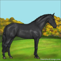 Horse Color:Black Sabino 