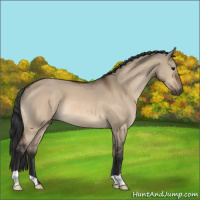 Horse Color:Bay Dun