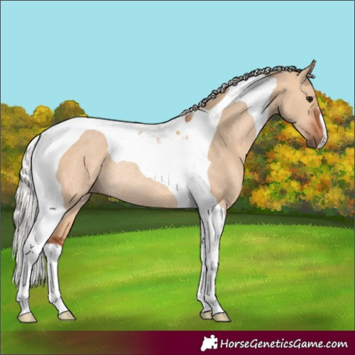 Horse Color:Silver Bay Dun Tobiano Rabicano 