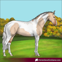 Horse Color:Silver Bay Dun Tobiano Rabicano 