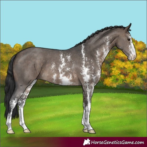 Horse Color:Brown Dun Sabino 