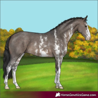 Horse Color:Brown Dun Sabino 