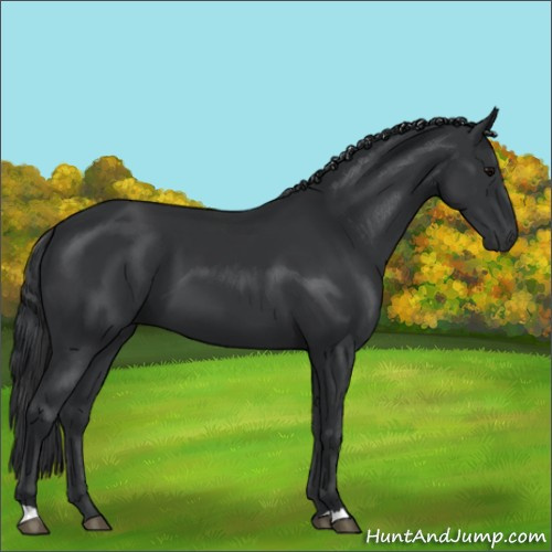 Horse Color:Black 