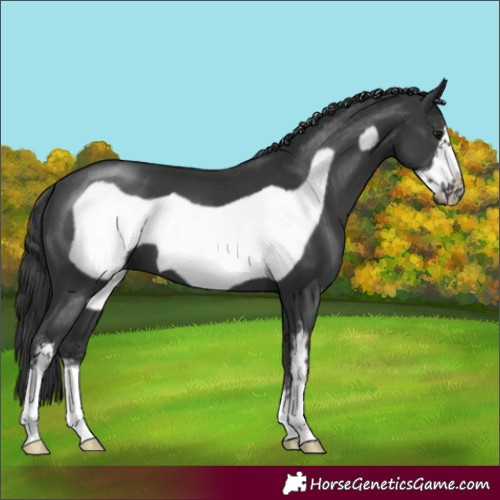 Horse Color:Black Sabino Frame