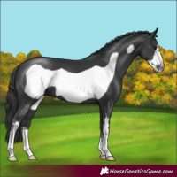Horse Color:Black Sabino Frame