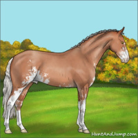 Horse Color:Silver Sable Champagne Sabino