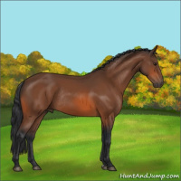 Horse Color:Bay Rabicano 