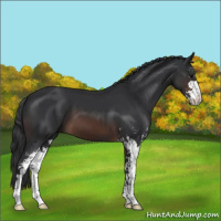Horse Color:Brown Sabino