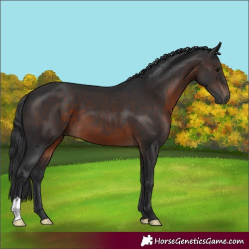 Horse Color:Brown 