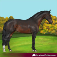 Horse Color:Brown 