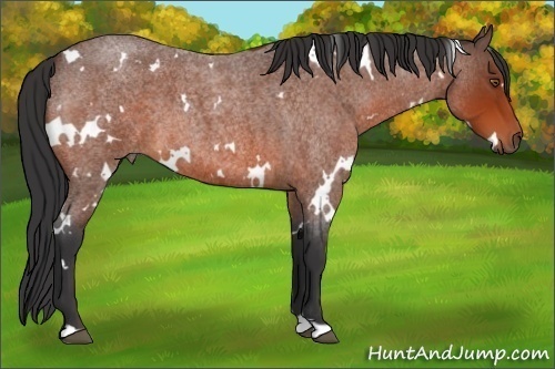 Horse Color:White Spotted Bay Roan 