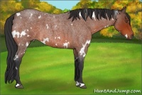 Horse Color:White Spotted Bay Roan