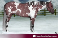 Horse Color:White Spotted Smoky Grullo Rabicano 