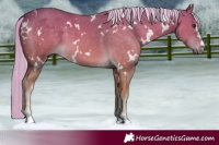Horse Color:White Spotted Palomino 
