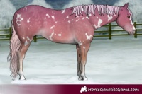 Horse Color:White Spotted Palomino 
