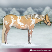 Horse Color:White Spotted Palomino Dun 