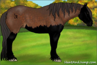 Horse Color:Void Buckskin Splash 
